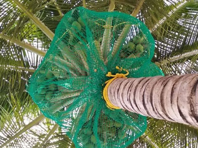 Coconut Safety Nets in Hyderabad