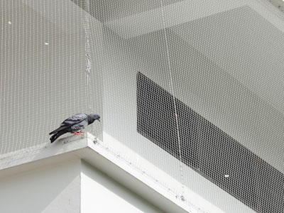 Pigeon Safety Nets in Hyderabad